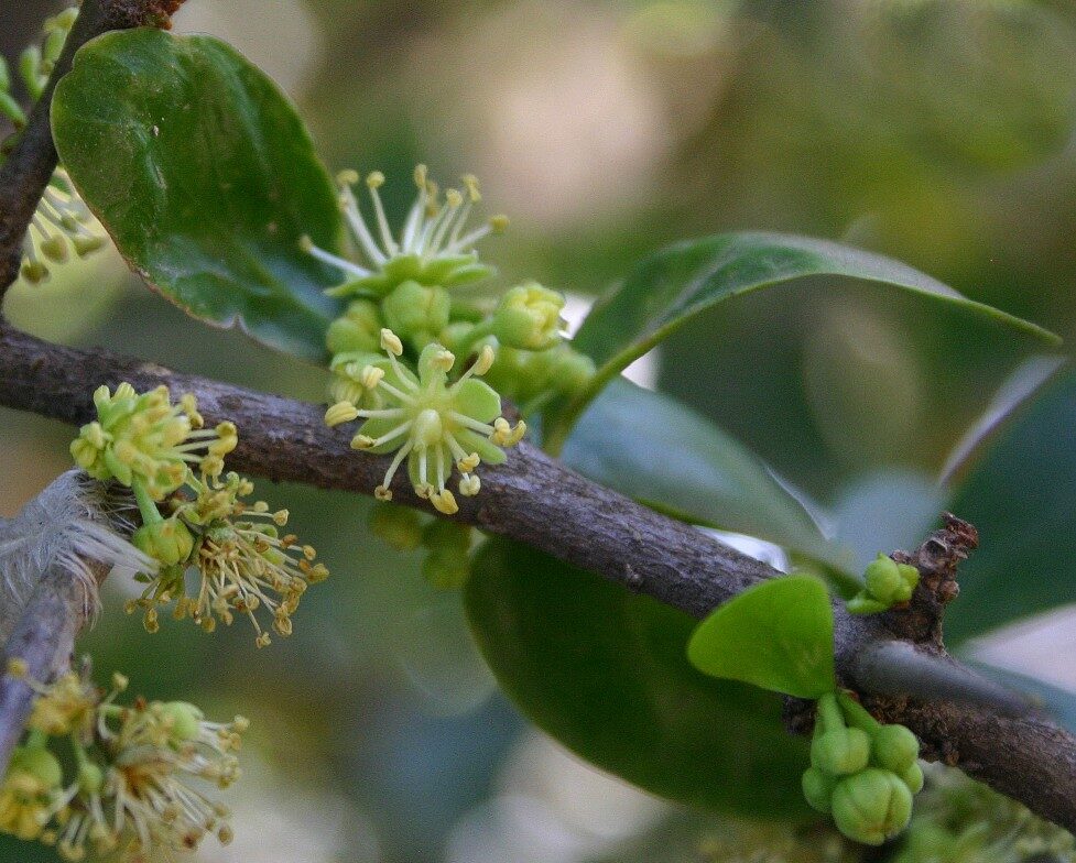Dovyalis hybr
