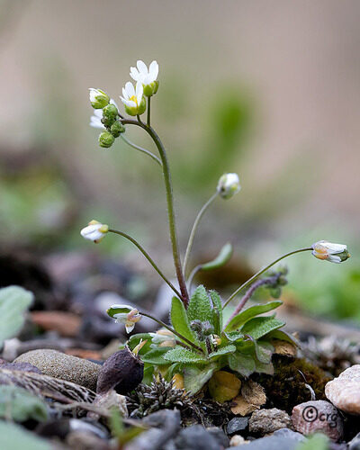 Draba oligosperma (Whitlow grass) — photo