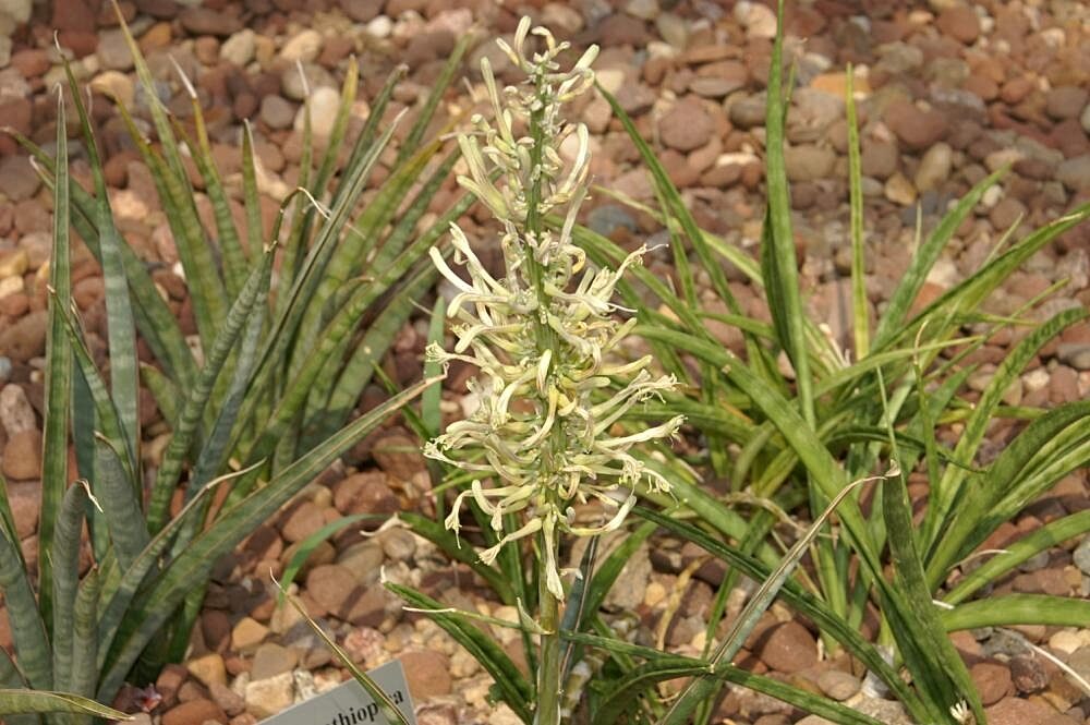Dracaena aethiopica