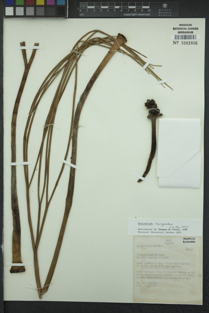 Dracontium margaretae — photo