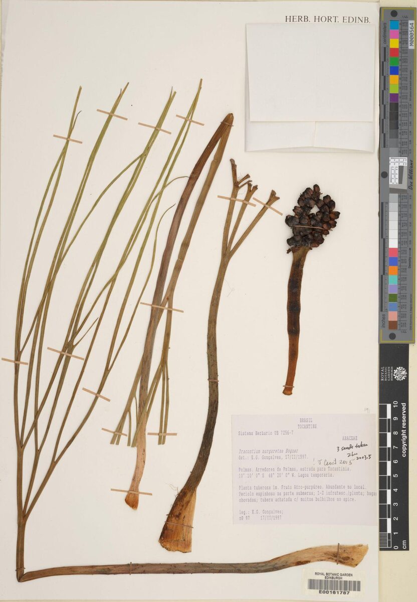 Dracontium margaretae