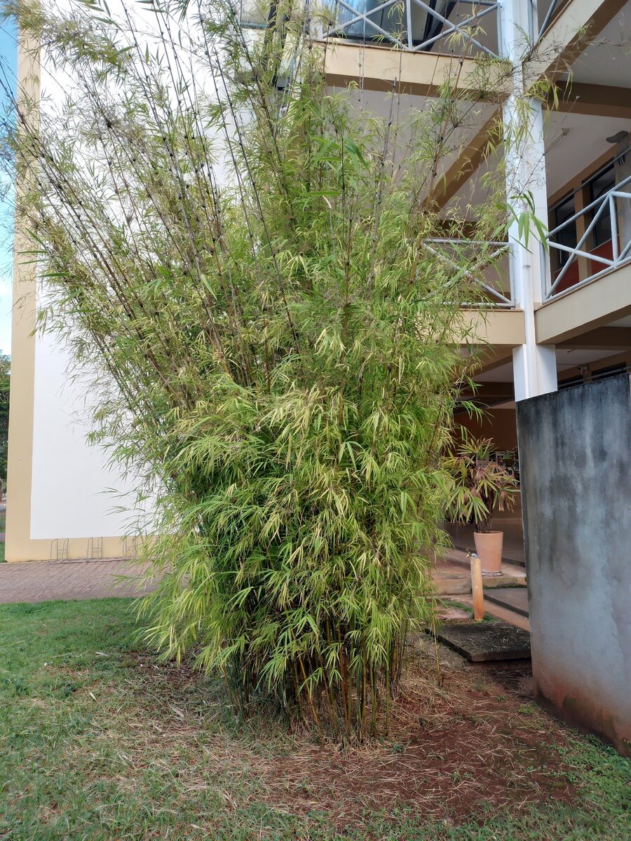 Drepanostachyum falcatum - (Nees.)Keng. (Ringal) — photo