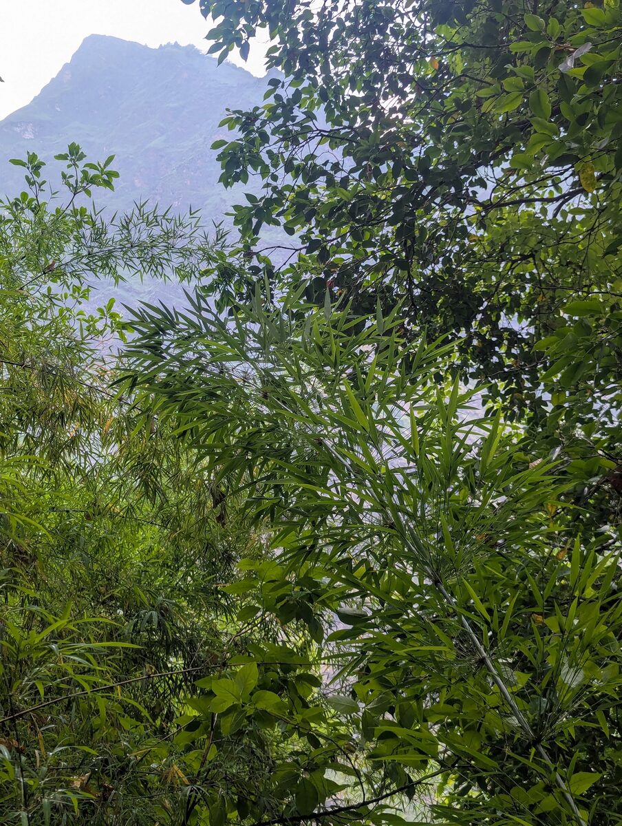 Drepanostachyum falcatum - (Nees.)Keng. (Ringal) — photo
