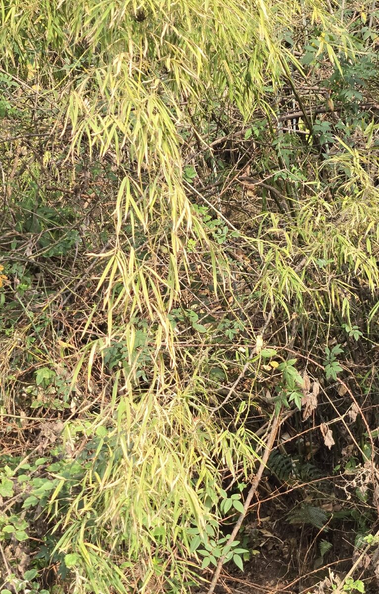 Drepanostachyum falcatum - (Nees.)Keng.
