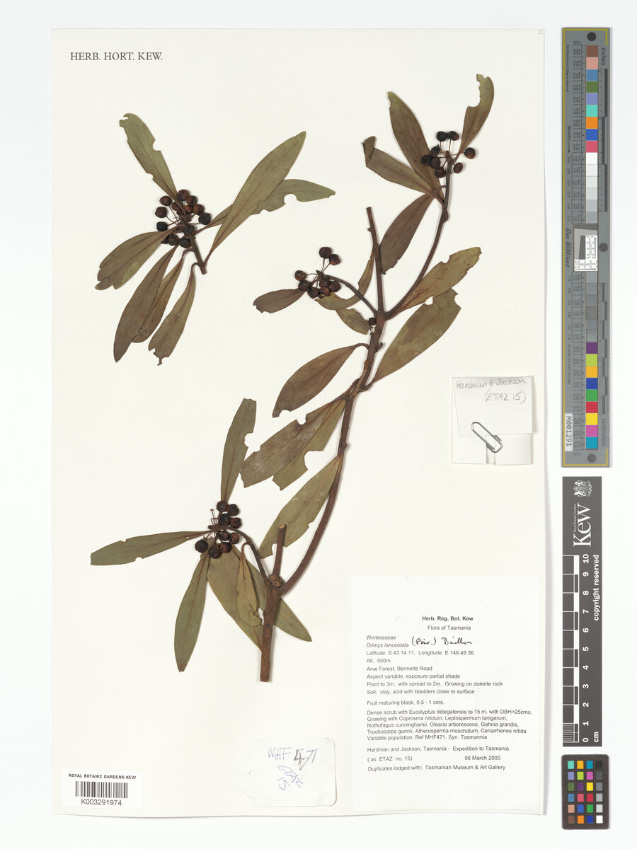 Drimys lanceolata - (Poir.)Baill. (Mountain Pepper) — photo