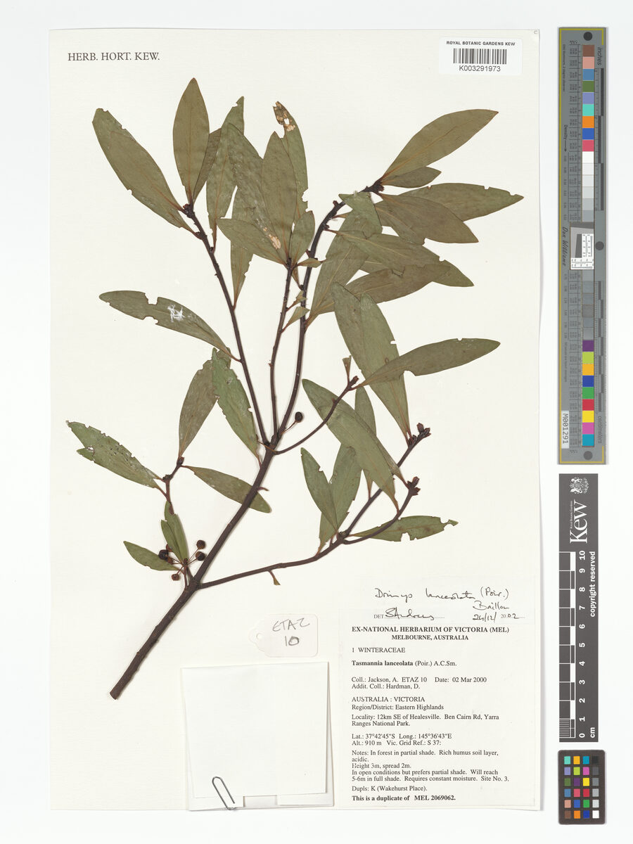 Drimys lanceolata - (Poir.)Baill. (Mountain Pepper) — photo