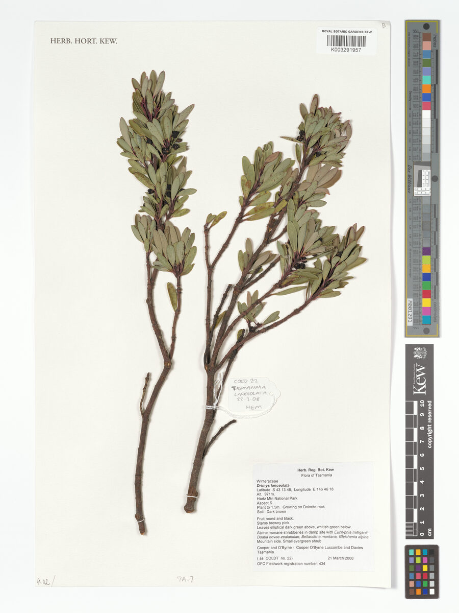 Drimys lanceolata - (Poir.)Baill.