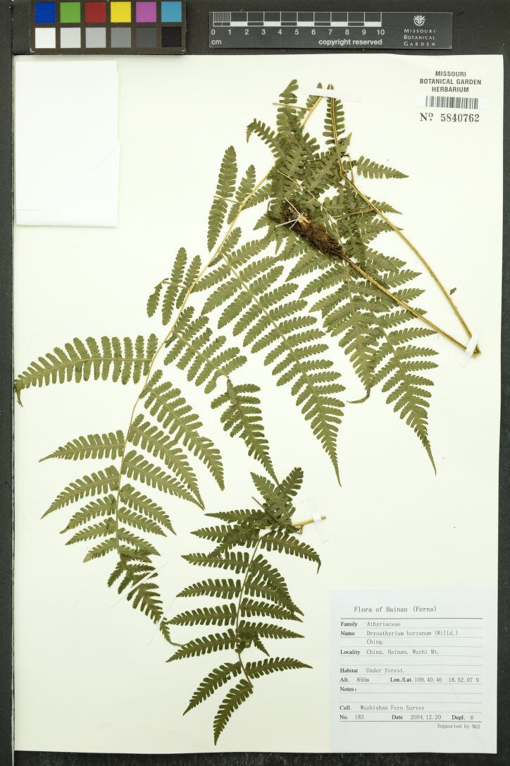 Dryoathyrium boryanum — photo