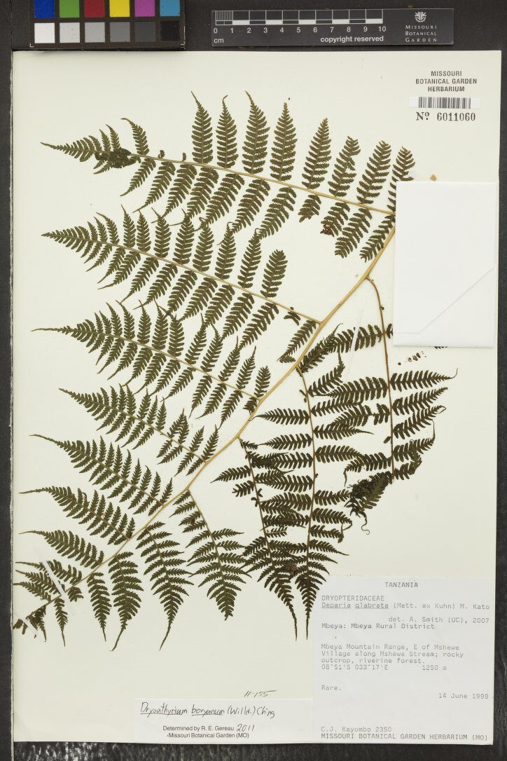 Dryoathyrium boryanum — photo