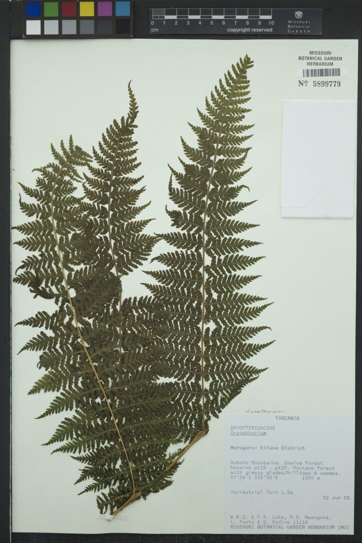 Dryoathyrium boryanum