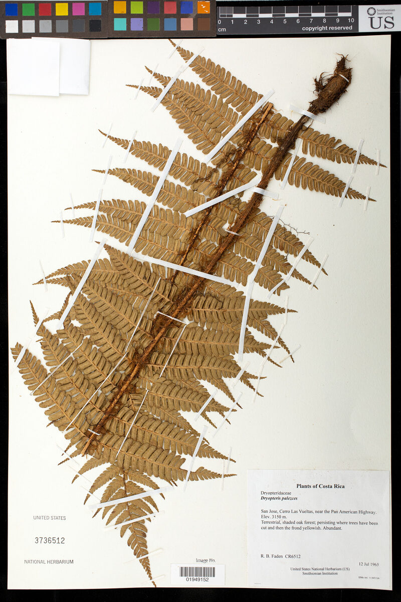Dryopteris paleacea