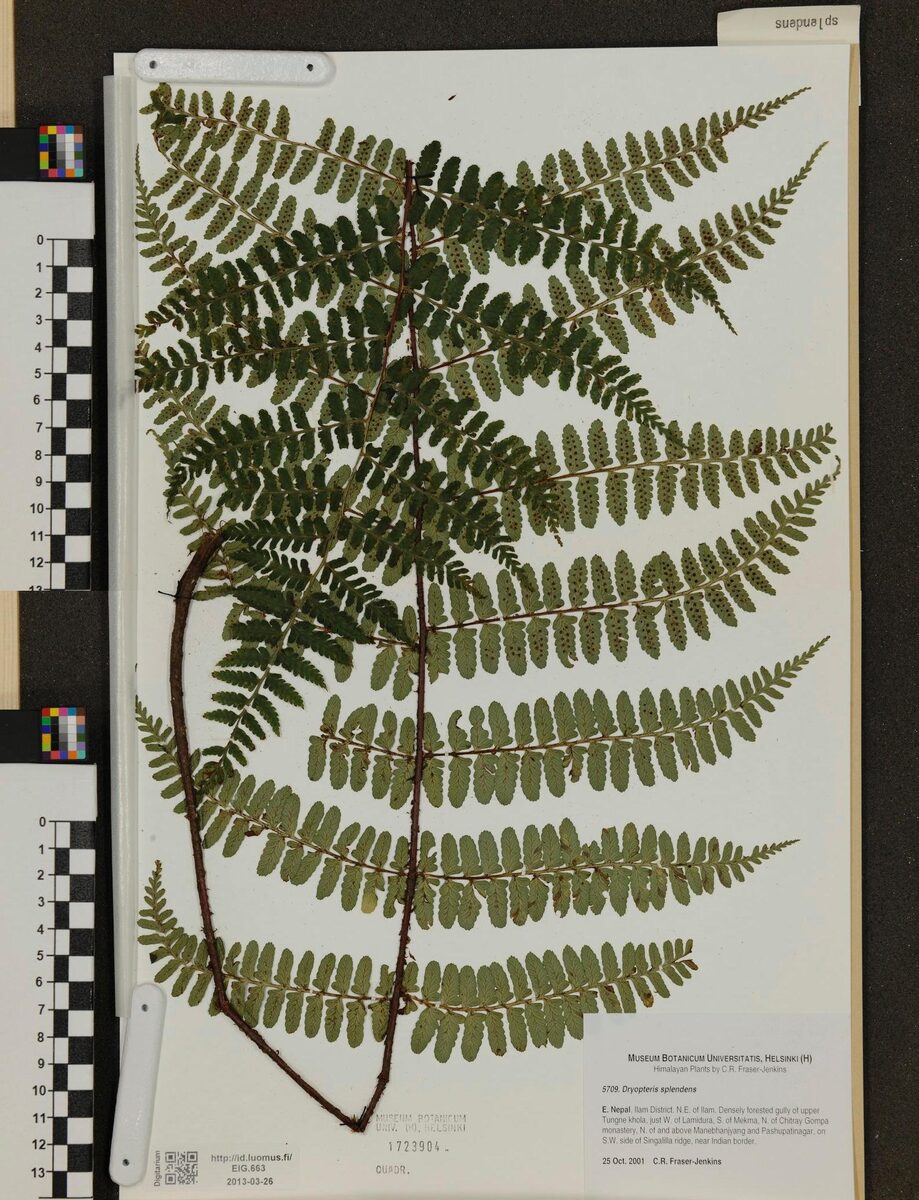 Dryopteris splendens — photo