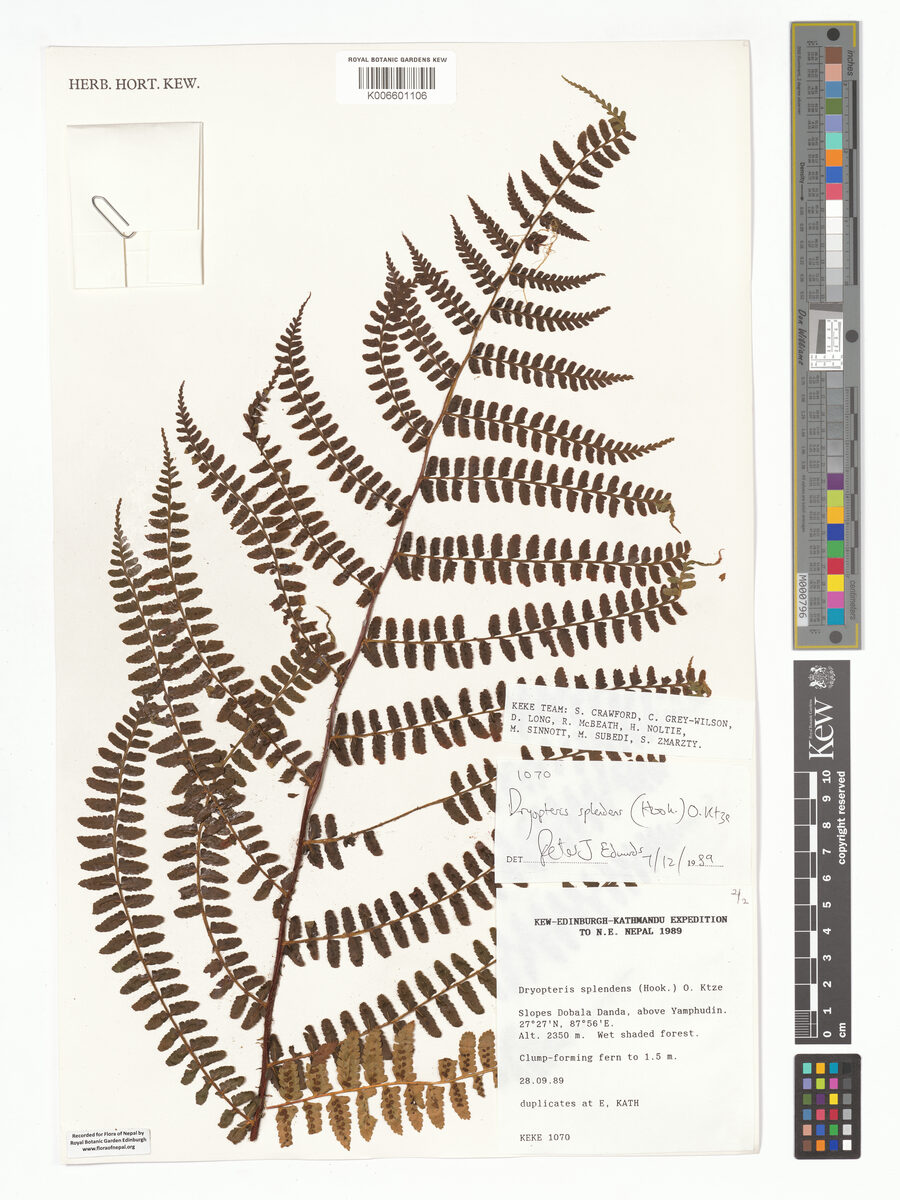 Dryopteris splendens — photo