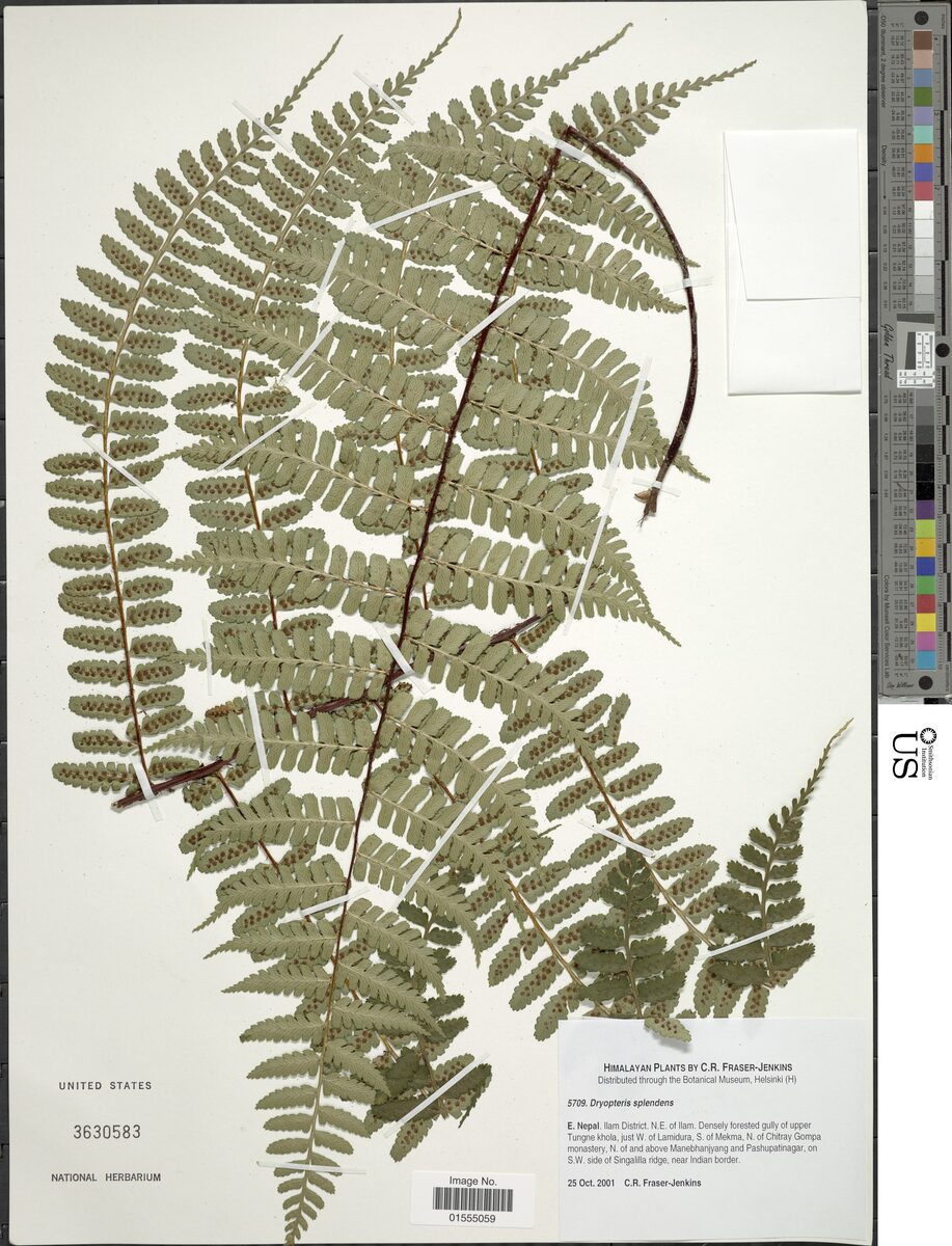 Dryopteris splendens