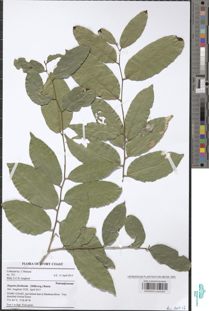 Drypetes floribunda