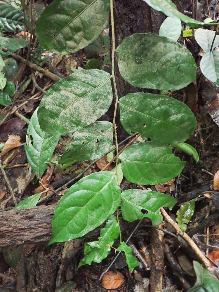 Drypetes gilgiana — photo