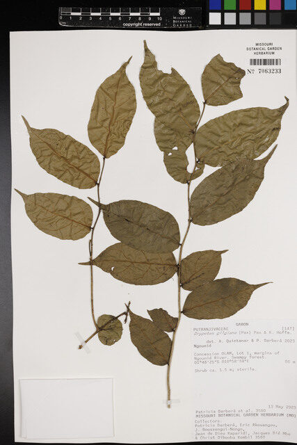 Drypetes gilgiana — photo
