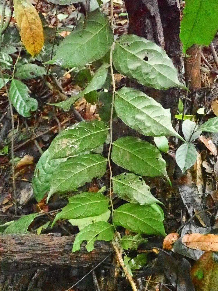 Drypetes gilgiana