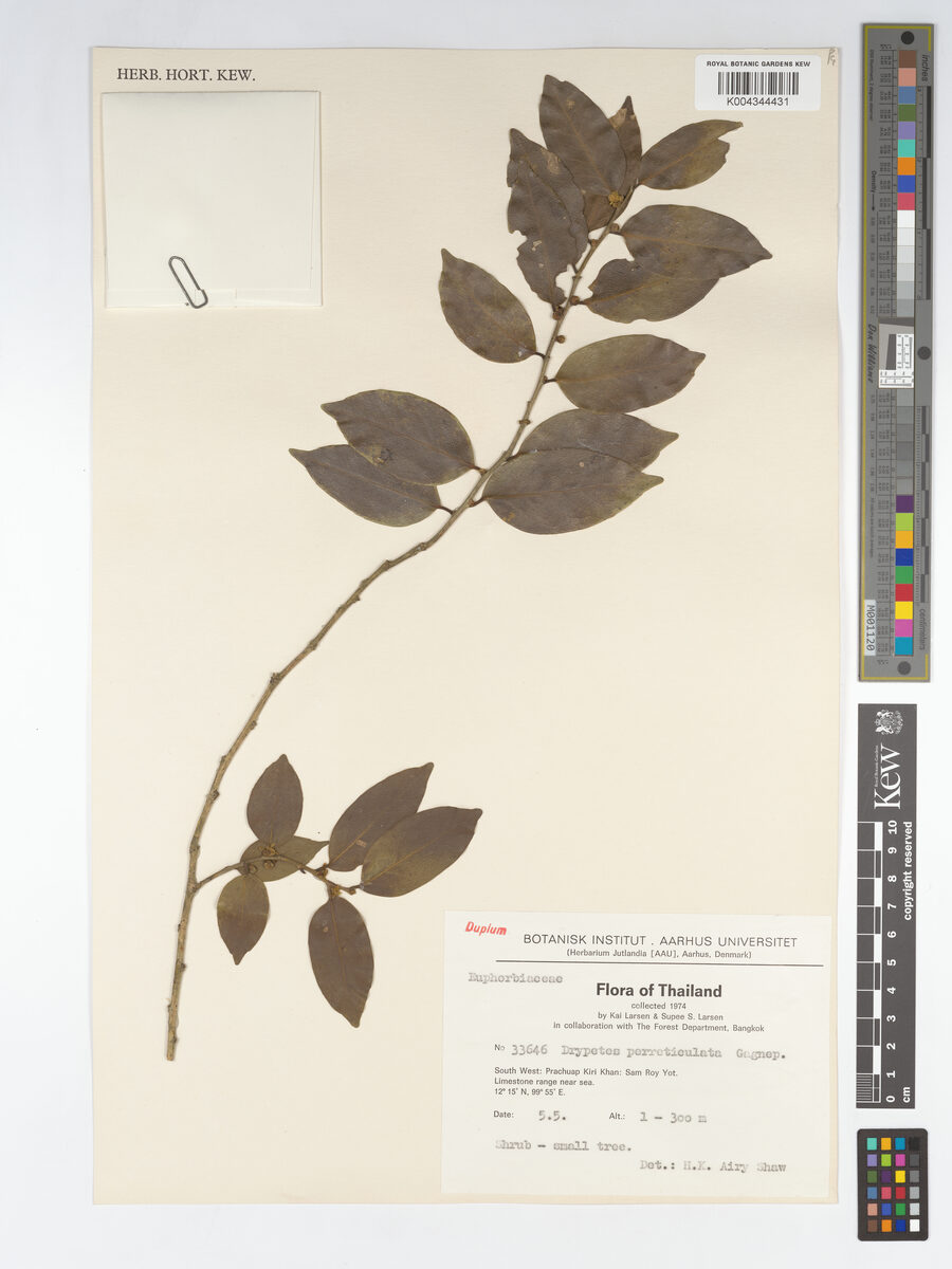 Drypetes perreticulata (Man mu) — photo