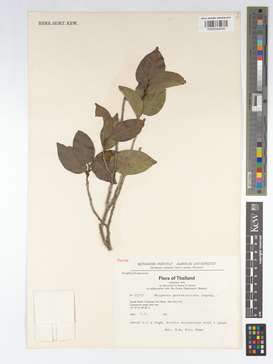 Drypetes perreticulata (Man mu) — photo