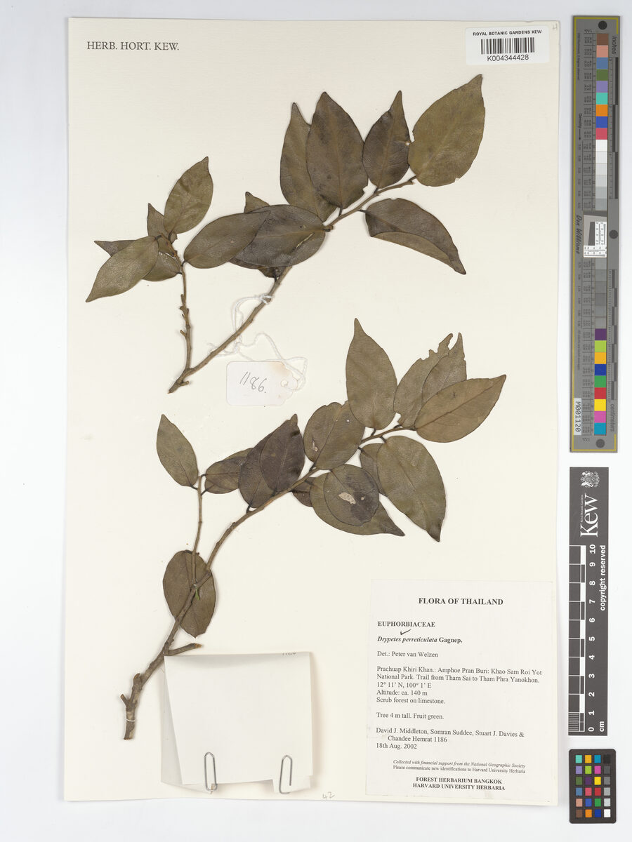 Drypetes perreticulata