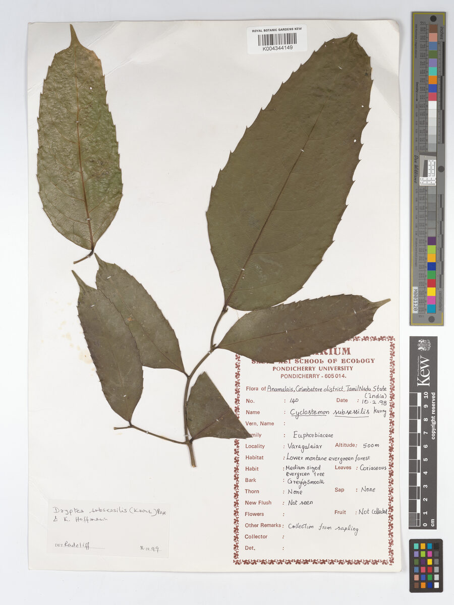 Drypetes subsessilis — photo