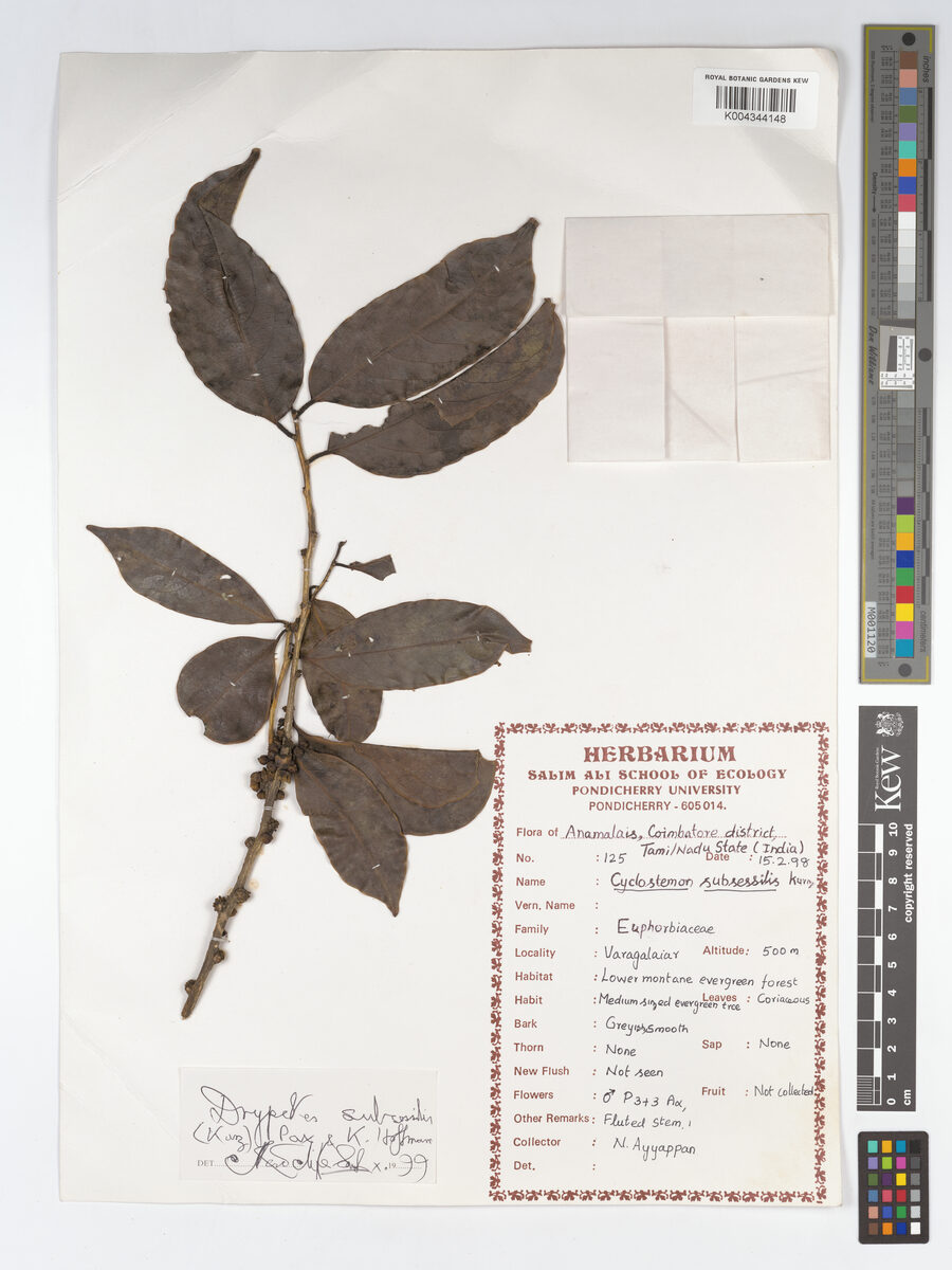 Drypetes subsessilis — photo