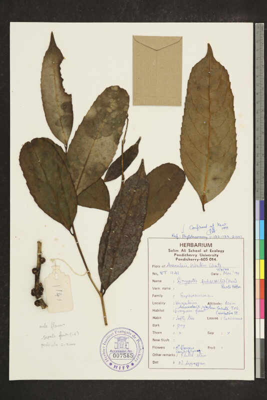 Drypetes subsessilis