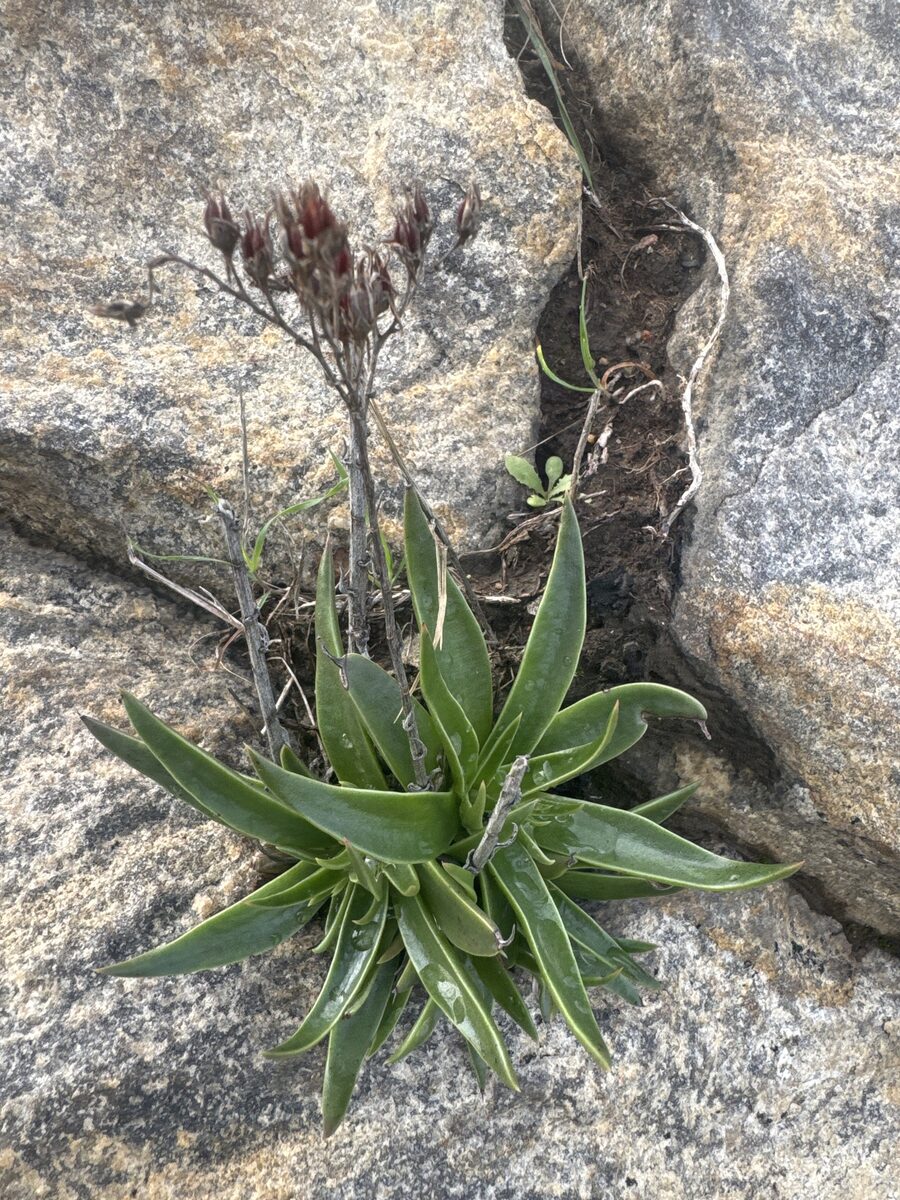Dudleya lanceolata - (Nutt.)Britton.&Rose. (Lanceleaf Liveforever) — photo
