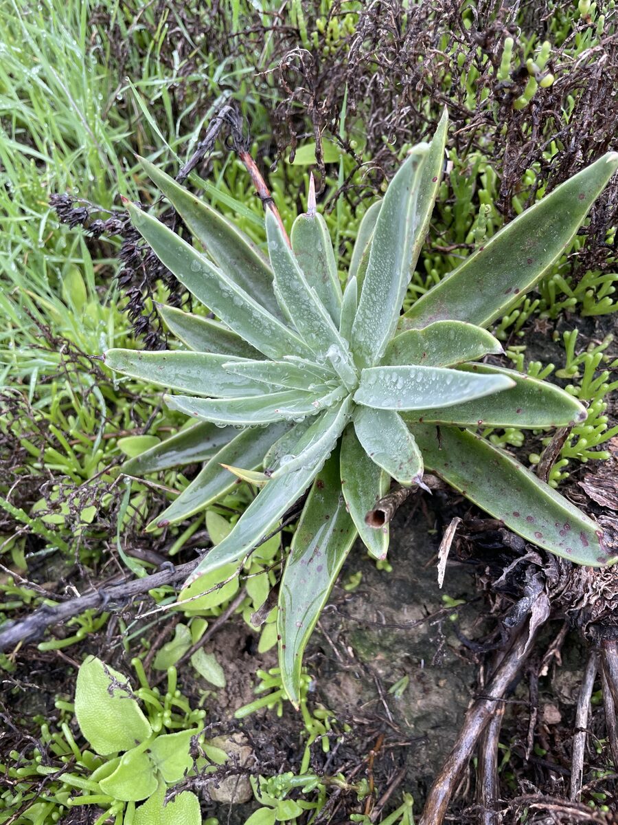 Dudleya lanceolata - (Nutt.)Britton.&Rose. (Lanceleaf Liveforever) — photo