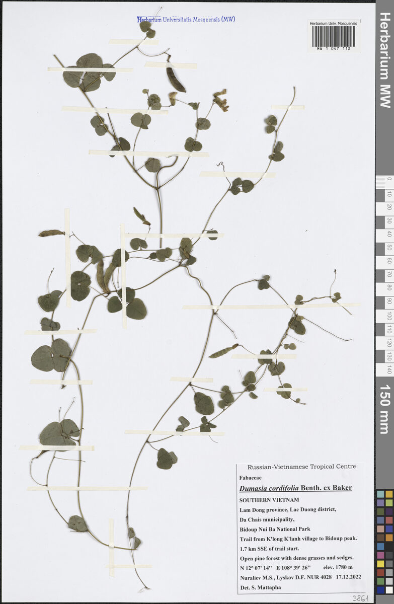 Dumasia cordifolia — photo
