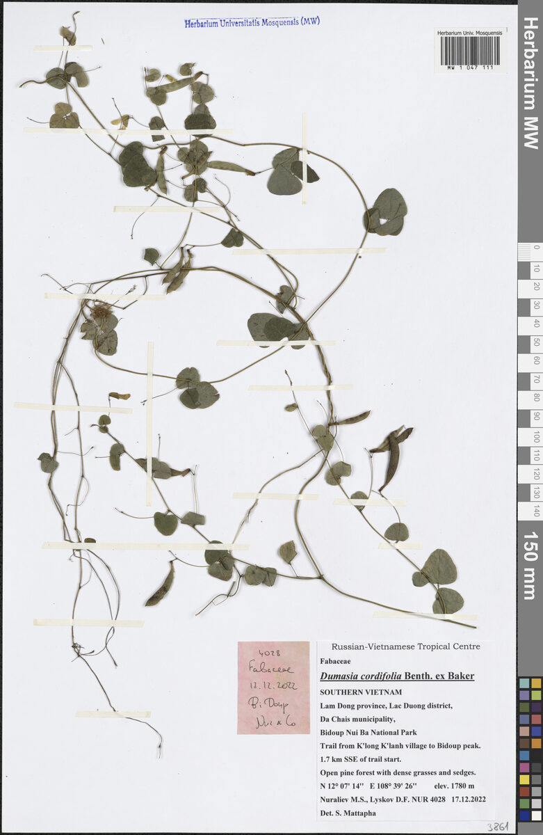 Dumasia cordifolia