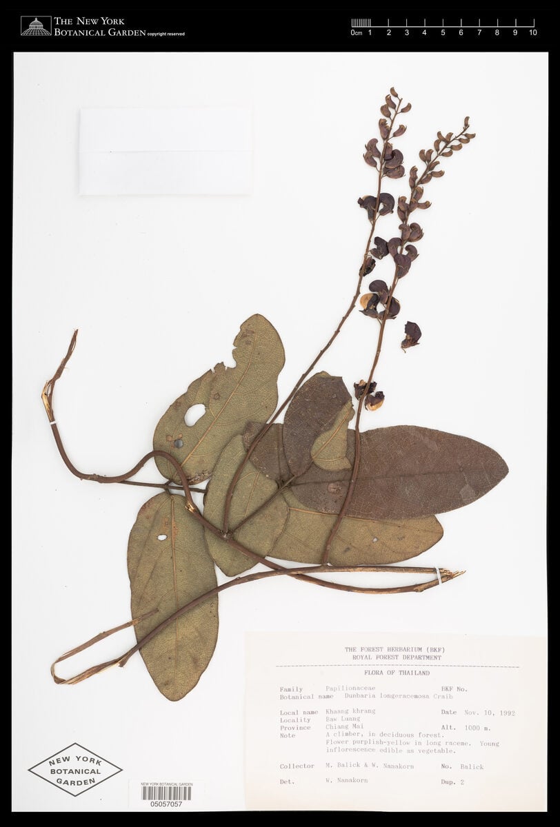 Dunbaria longeracemosa