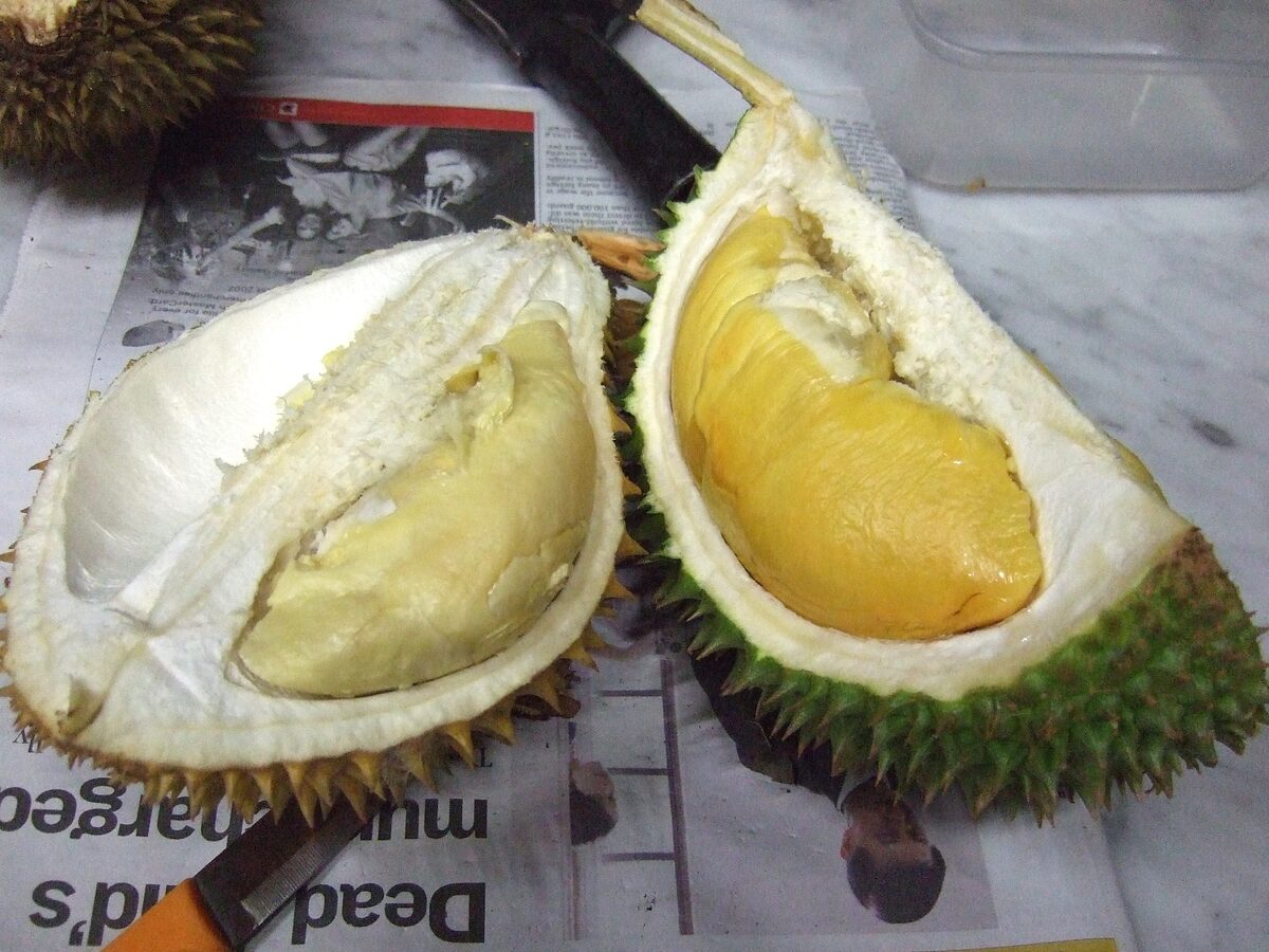 Durio macrantha