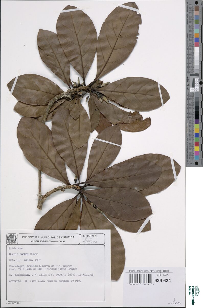 Duroia duckei (Ducke duroia) — photo