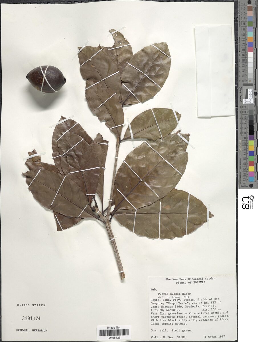 Duroia duckei (Ducke duroia) — photo