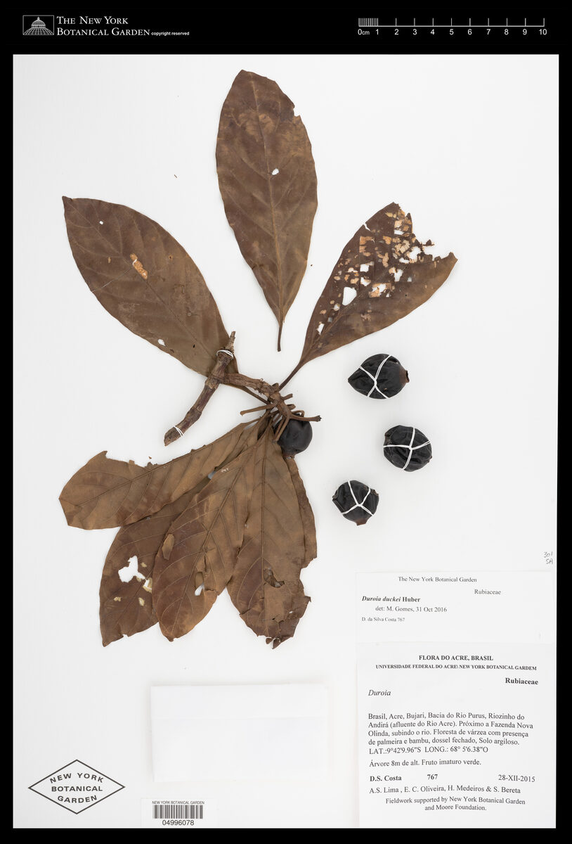 Duroia duckei