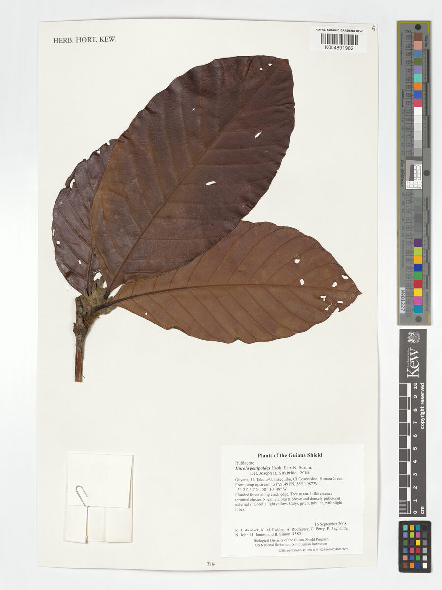 Duroia genipoides (Komaramara) — photo