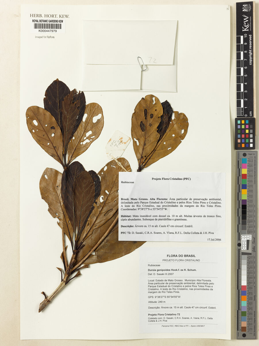 Duroia genipoides (Komaramara) — photo