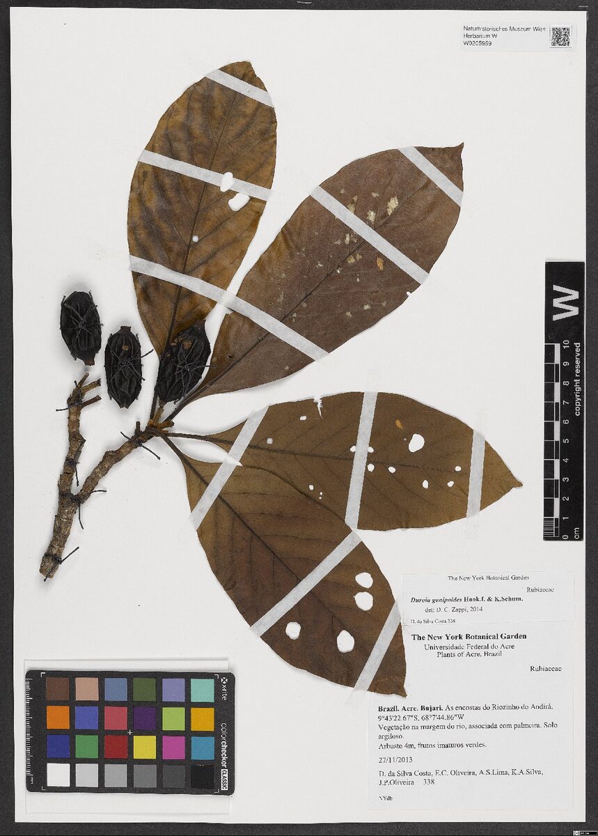 Duroia genipoides