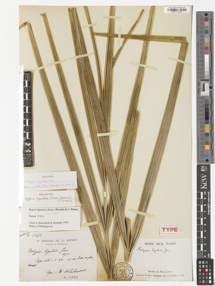 Dypsis ligulata — photo
