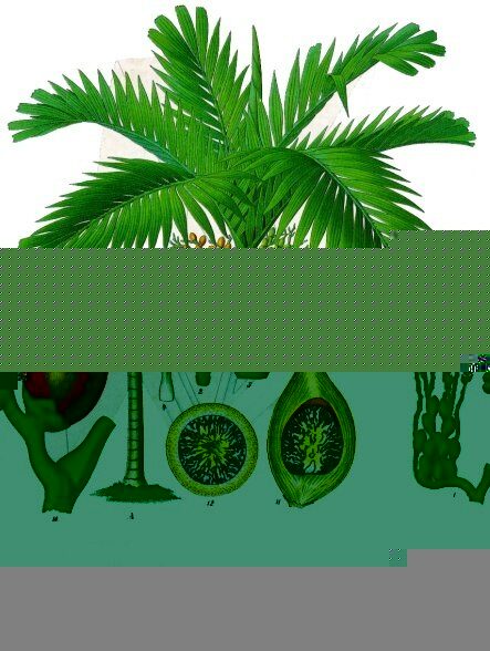 Dypsis malcomberi