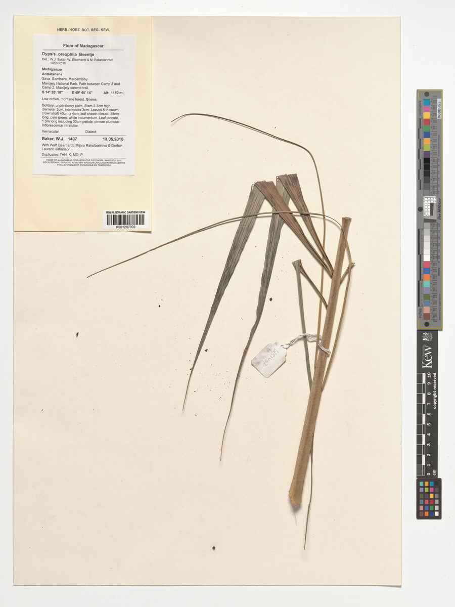 Dypsis oreophila — photo