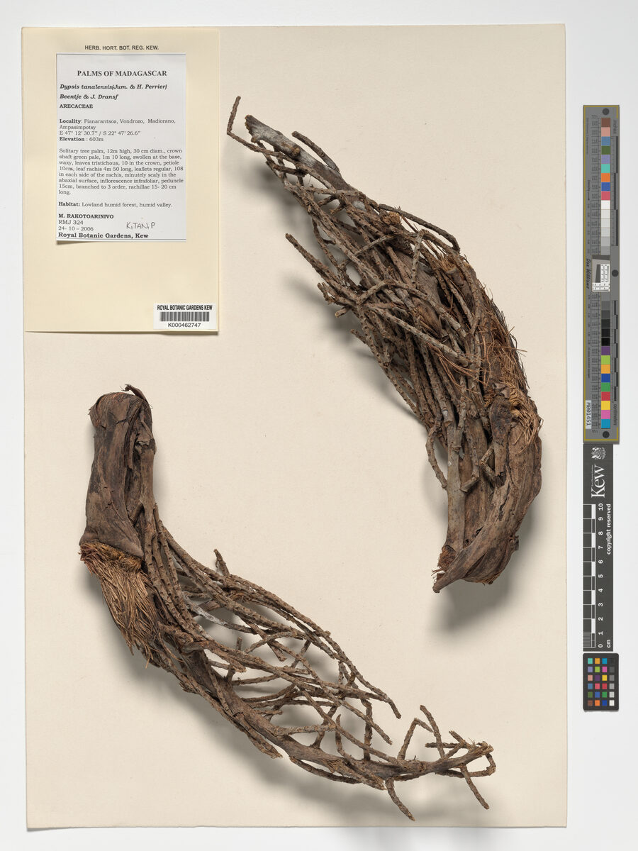 Dypsis tanalensis — photo