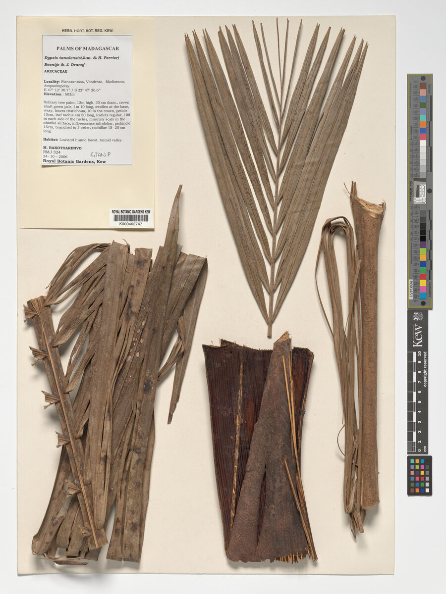 Dypsis tanalensis