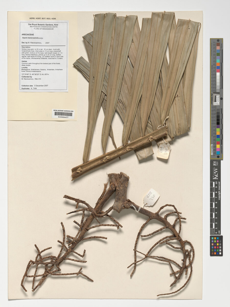 Dypsis tsaravoasira (Tsaravoasira) — photo