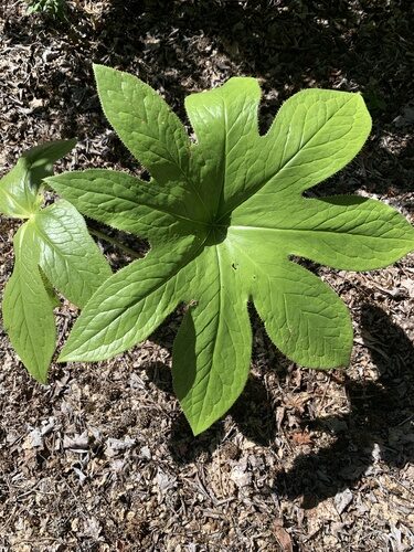 Dysosma pleiantha (Chinese may apple) — photo