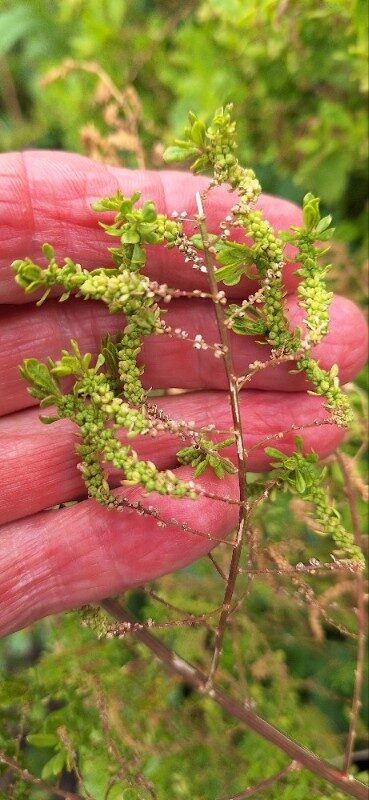 Dysphania anthelmintica - (L.) Mosyakin & Clemants (Wormseed) — photo