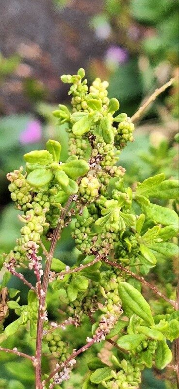 Dysphania anthelmintica - (L.) Mosyakin & Clemants (Wormseed) — photo
