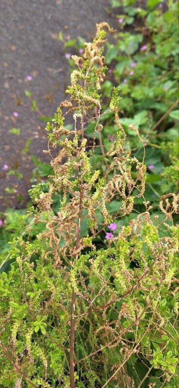 Dysphania anthelmintica - (L.) Mosyakin & Clemants
